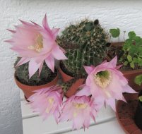 Kaktus_Blüte.JPG