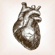 depositphotos_98170556-stock-illustration-human-heart-sketch-style-vector.jpg