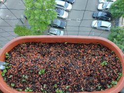 balkon_26052023_01.jpg