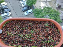 balkon_26052023_03.jpg