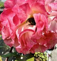 IMG_7538.jpeg