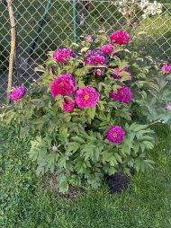 IMG_9512.jpeg