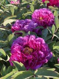 IMG_9513.jpeg
