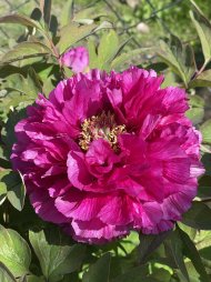 IMG_9519.jpeg