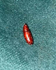 IMG_5865.jpeg