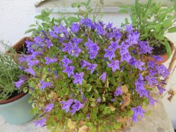 Polsterglockenblume.jpg