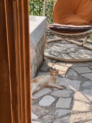 IMG_4850.jpeg