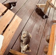 IMG_4825.jpeg