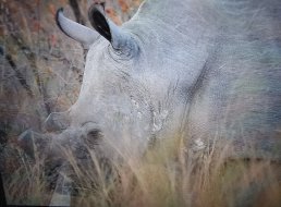 IMG_2542.jpeg