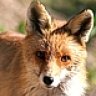 Fuchs