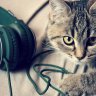 musiccat