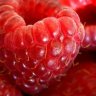 RoteHimbeere