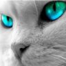 blueeyes80