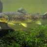 Salmo Trutta Fario