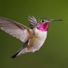 hummingbird