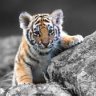 Tigger