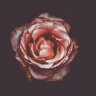 wild_rose