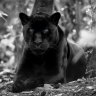 Black_Panther2-