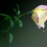 Franzi36