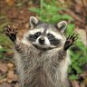 derwaschbär97