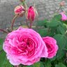 Topfrose