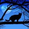 Cat007