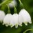 Convallaria