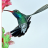 *Kolibri*