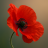 poppy