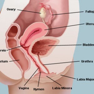 Vagina und ihre Funktion