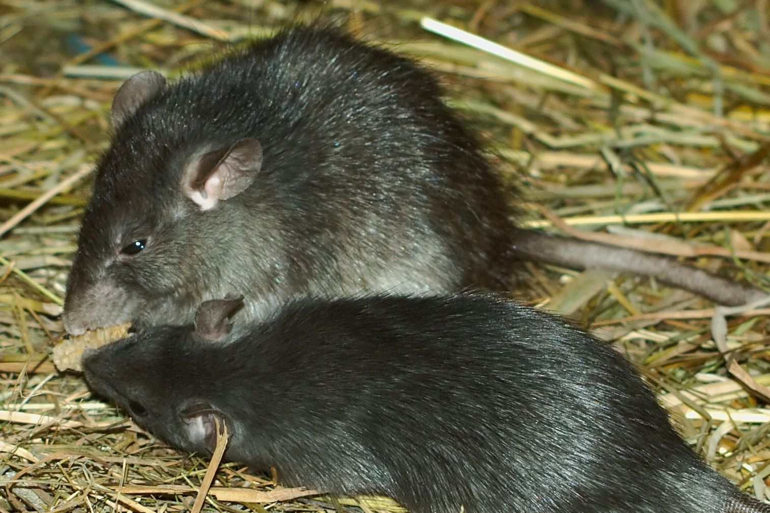 Roofrat_Hagenbeck_02.jpg