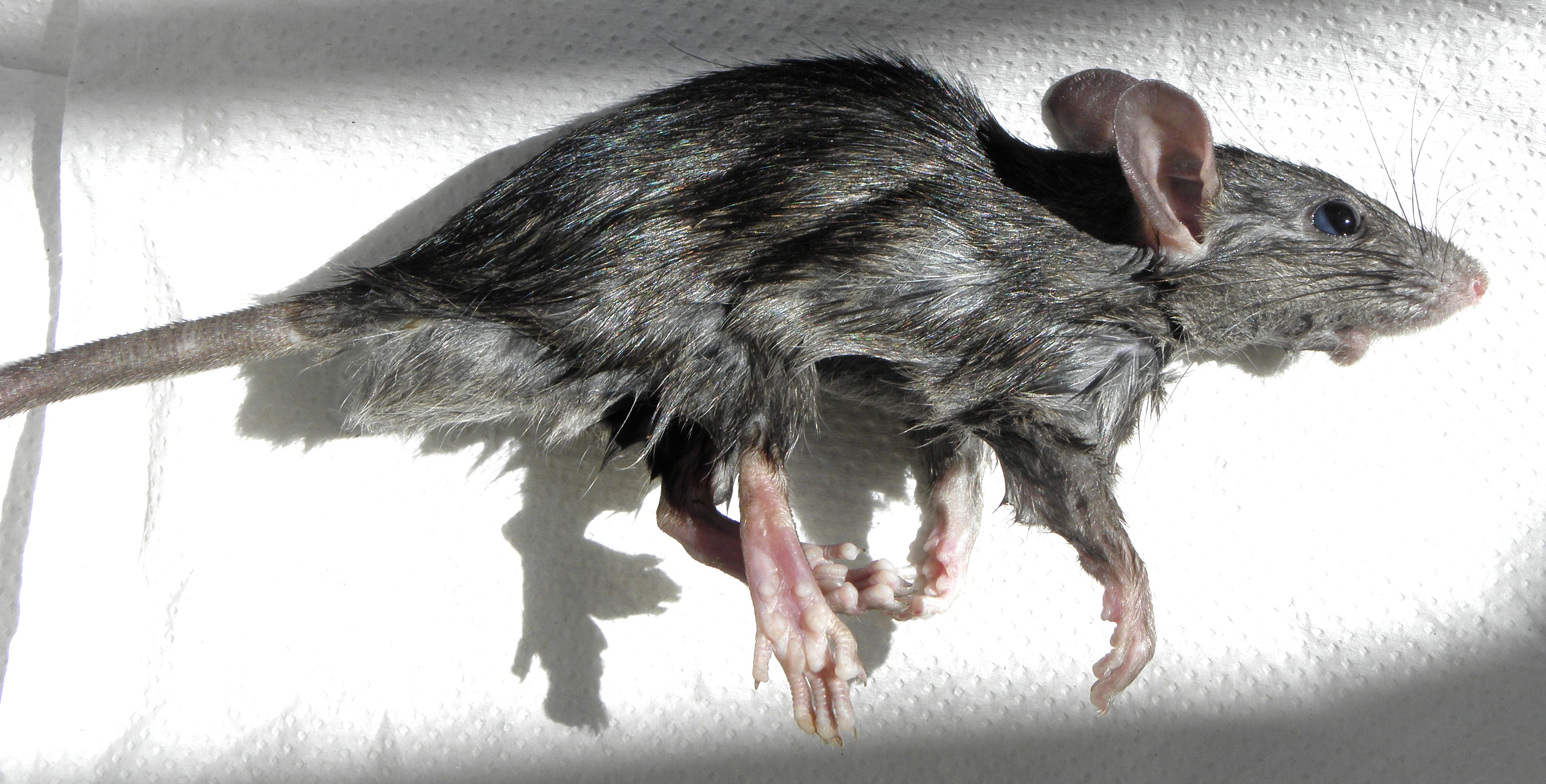 Black_rat_%28Rattus_rattus%29_-side_view-.JPG