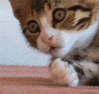 200w_d.gif