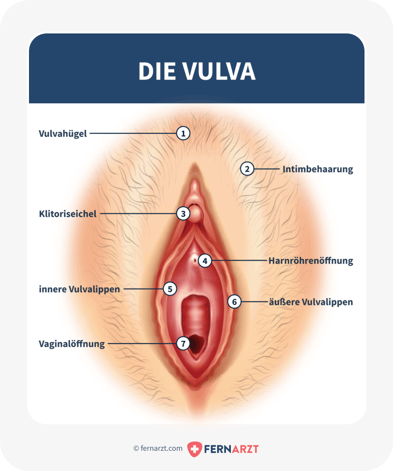 Die-Vulva-Anatomie.png